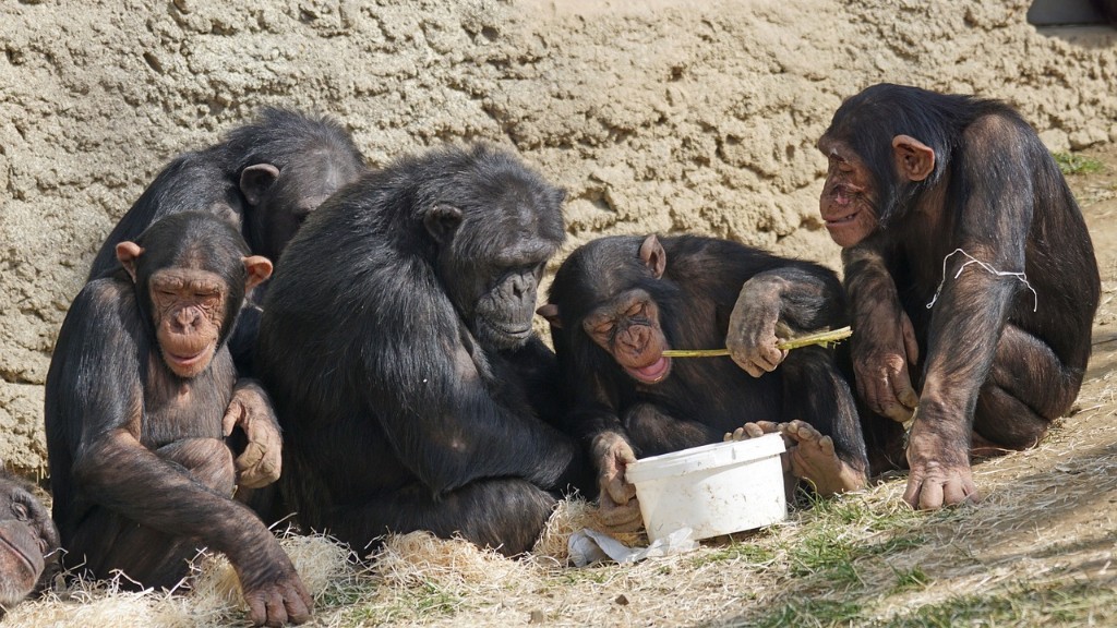 Hur äter en schimpans en banan