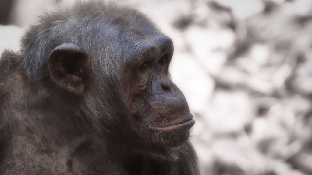 Varför riskerar schimpansen att dö ut