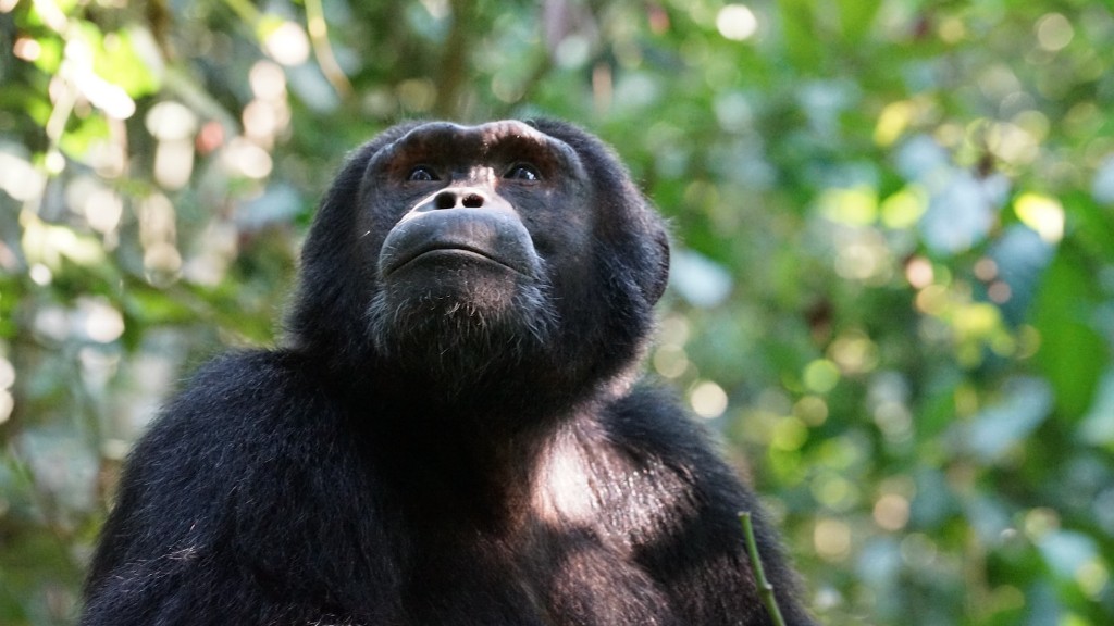 Vad handlade schimpansen om i nej