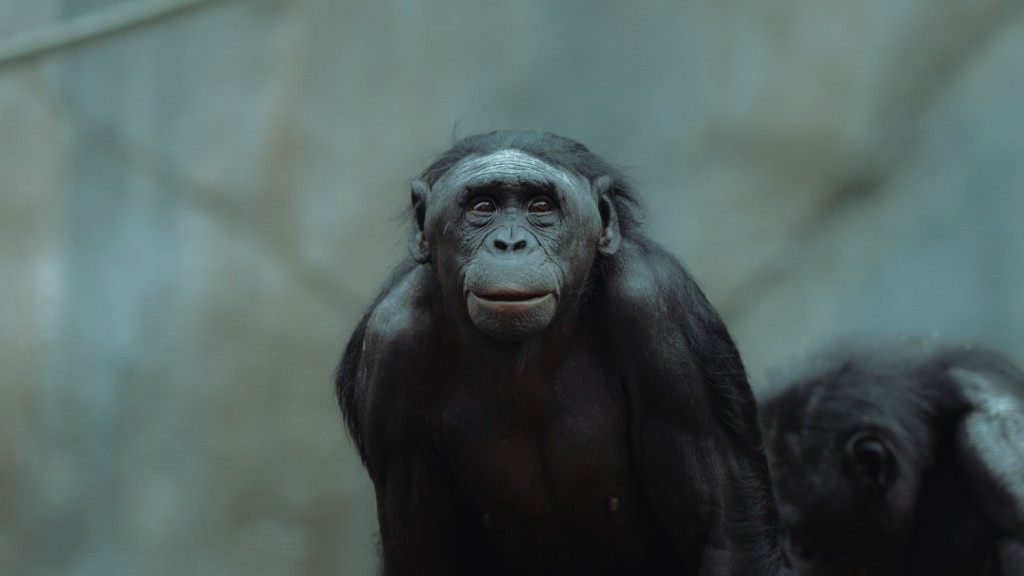 Vad hotar schimpansen mest