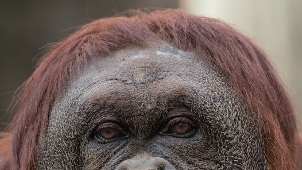 Hur man tar hand om en Orangutang för husdjur