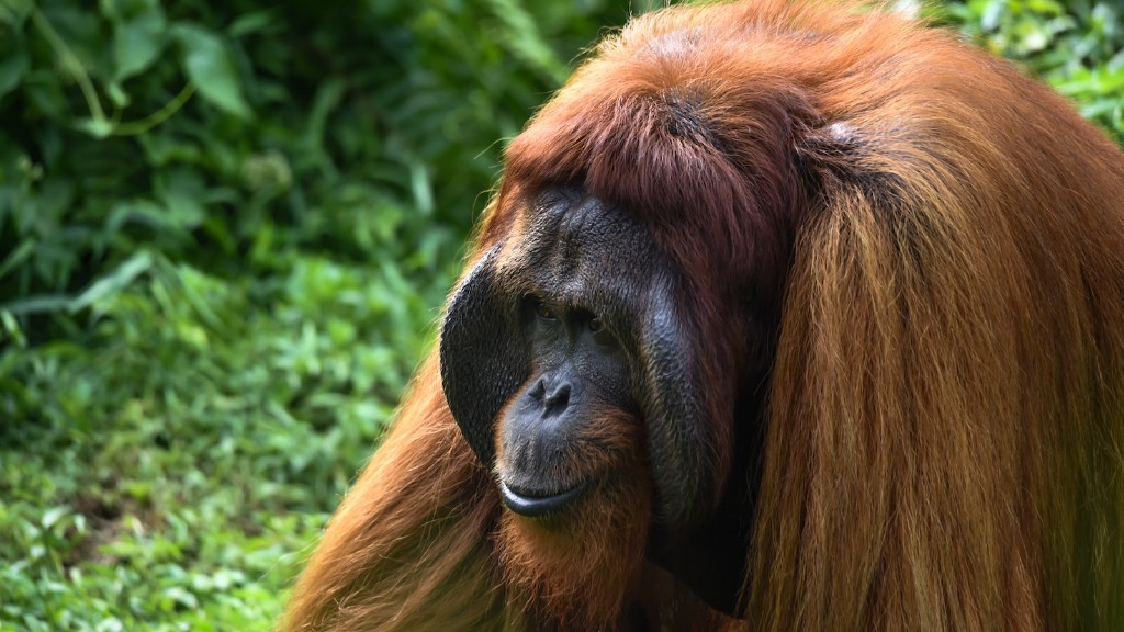 Vem jämför Trump med en orangutang