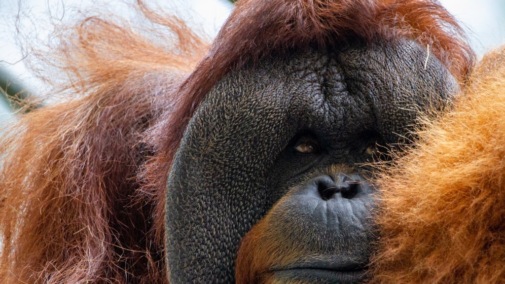 Hur man åldrar Orangutang