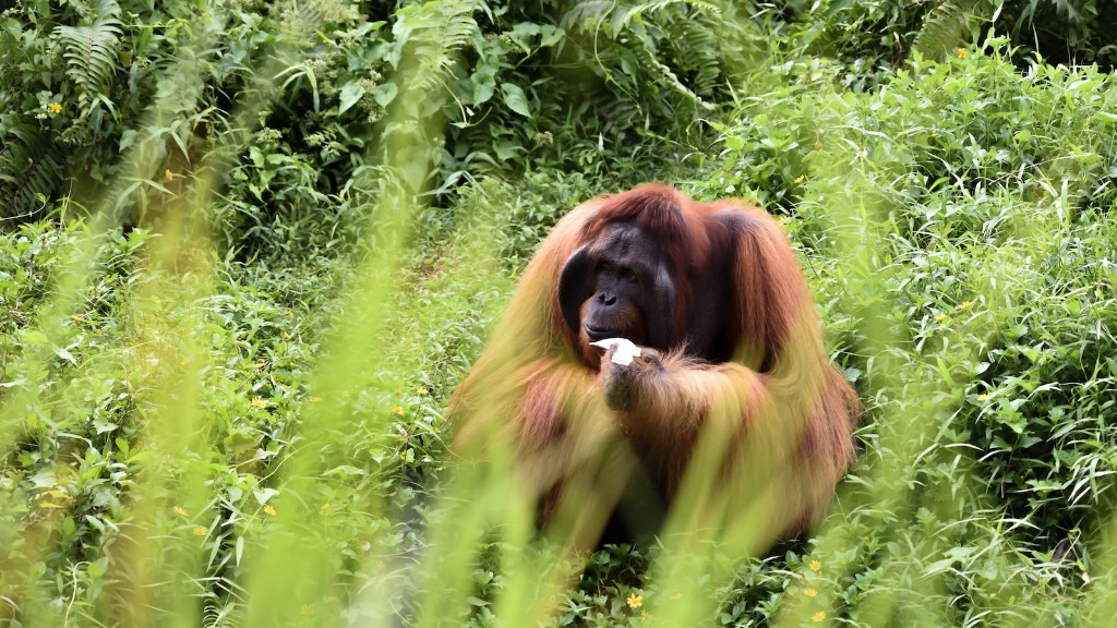 Vilken sorts orangutang finns i Phoenix Zoo