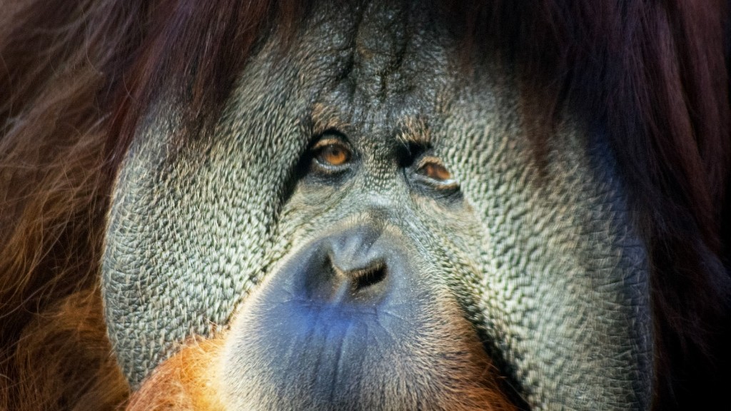 Vilken livsmiljö är Bornean Orangutang