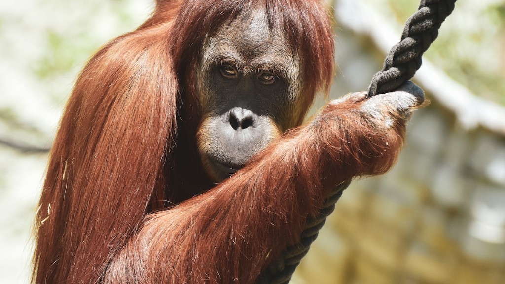 Varför uttalas Orangutang med Ag