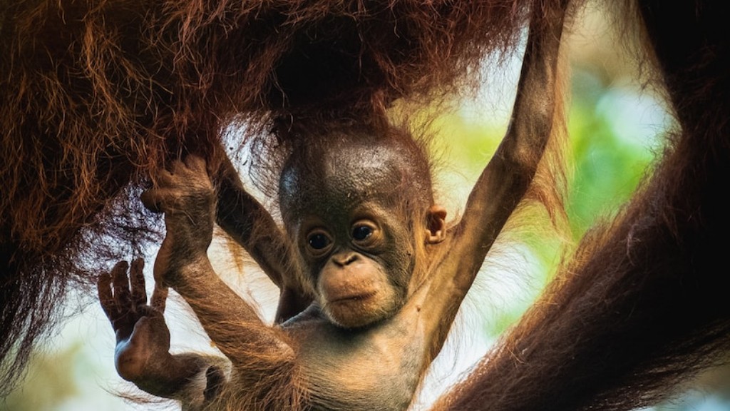 Hur primat är som en orangutang