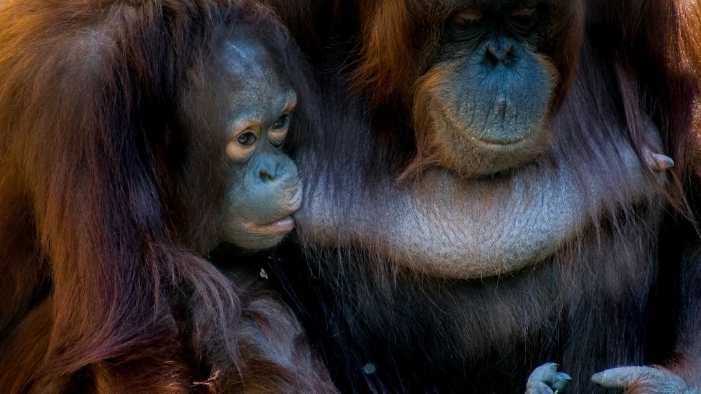 Säger Animal Planet Orangutang Pussy