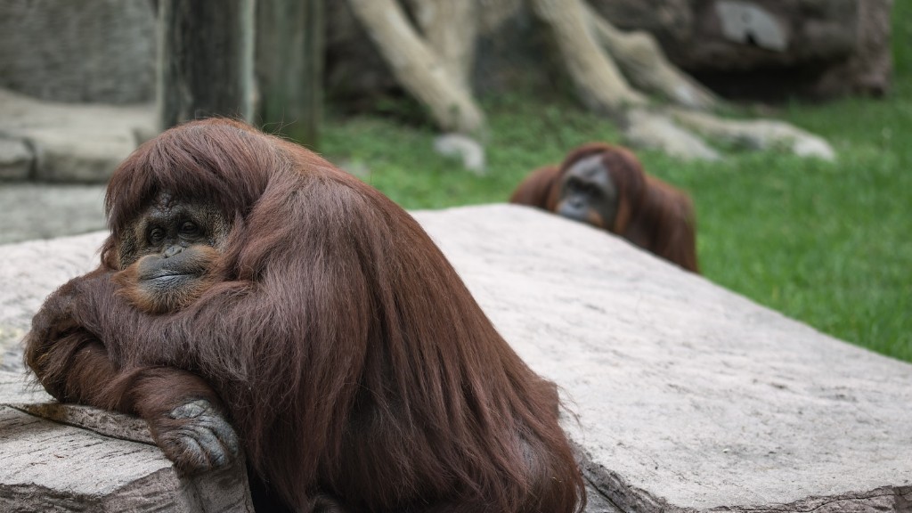 Vilken familj är orangutangen i